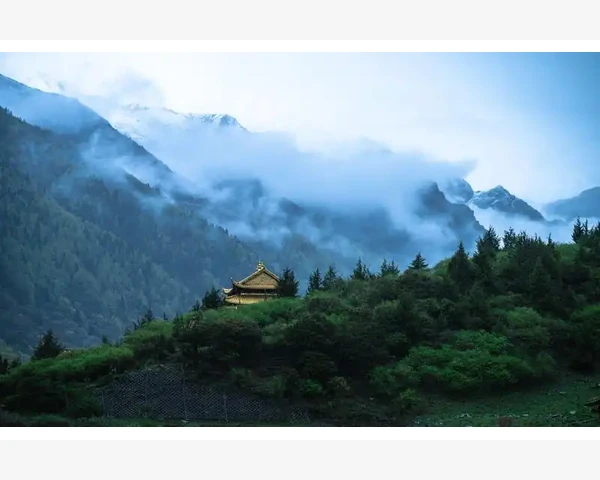 乌草能否有效治疗失眠？中医视角探讨